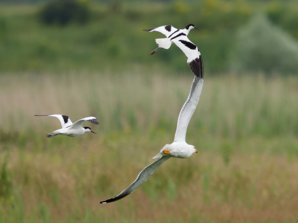 Photo of Avocet